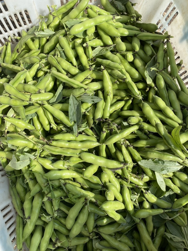 精品蚕豆