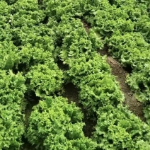 散叶生菜，唐山大棚叶生菜，质量优，无烧心黄边，长年供应