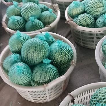 大棚美都大量上市，欢迎新老顾客合作共赢！