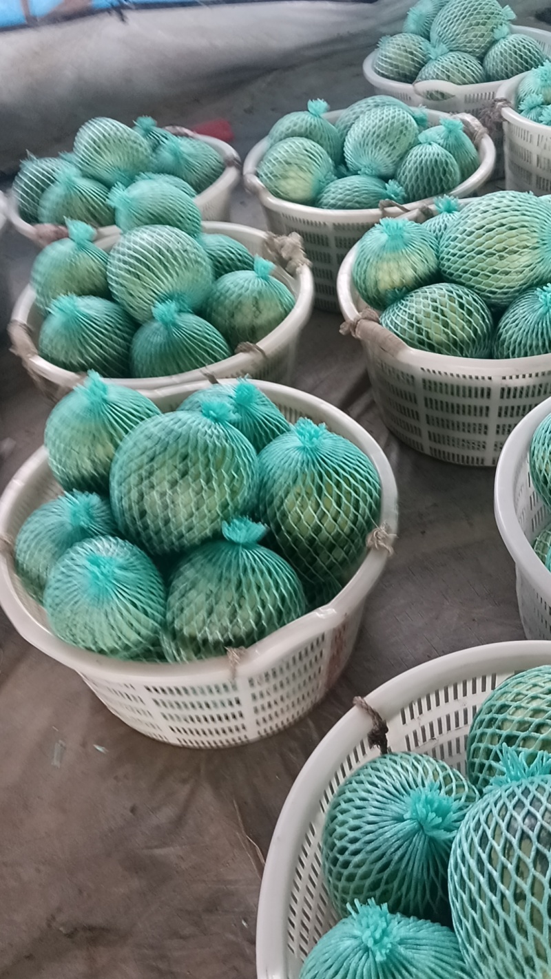 大棚美都大量上市，欢迎新老顾客合作共赢！