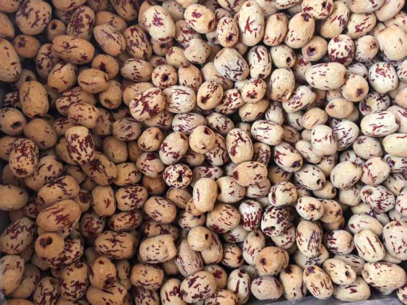 虎皮枣无核质好价优厂家直供批发商超欢迎联系