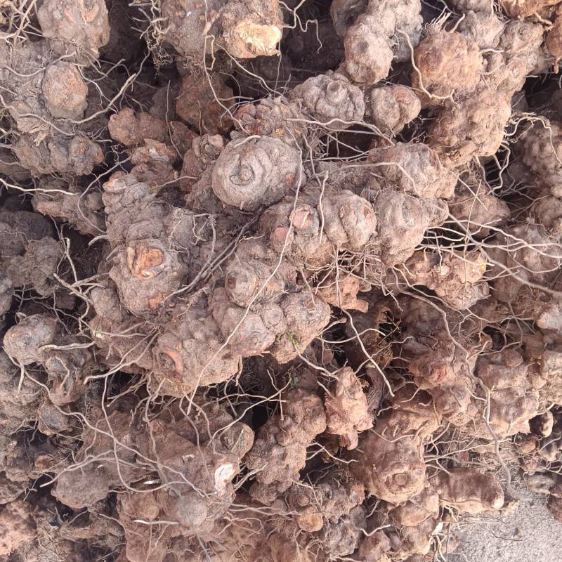 菝葜野生金刚藤切片干活大量供应，诚信经营可视频看货欢迎电联
