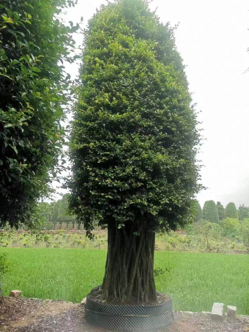 榕树小叶榕原叶自然型景和有修剪型绿植家庭别墅小区公园绿化