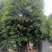 榕树小叶榕原叶自然型景和有修剪型绿植家庭别墅小区公园绿化
