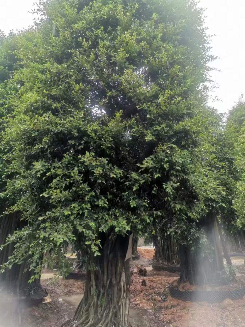 榕树小叶榕原叶自然型景和有修剪型绿植家庭别墅小区公园绿化