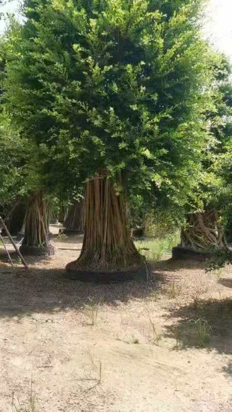 榕树小叶榕原叶自然型景和有修剪型绿植家庭别墅小区公园绿化