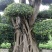榕树小叶榕原叶自然型景和有修剪型绿植家庭别墅小区公园绿化