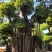 榕树小叶榕原叶自然型景和有修剪型绿植家庭别墅小区公园绿化