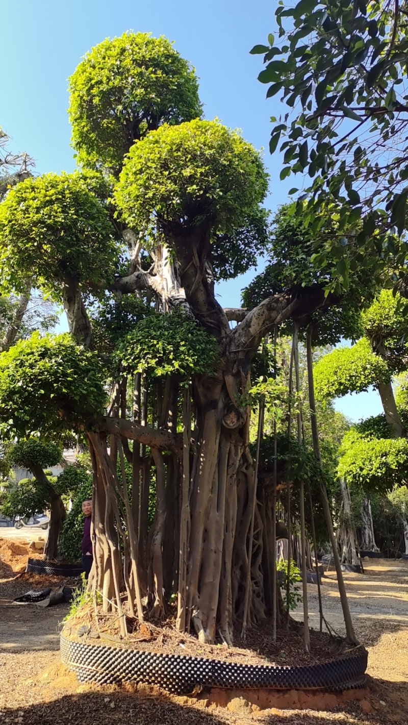 榕树小叶榕原叶自然型景和有修剪型绿植家庭别墅小区公园绿化