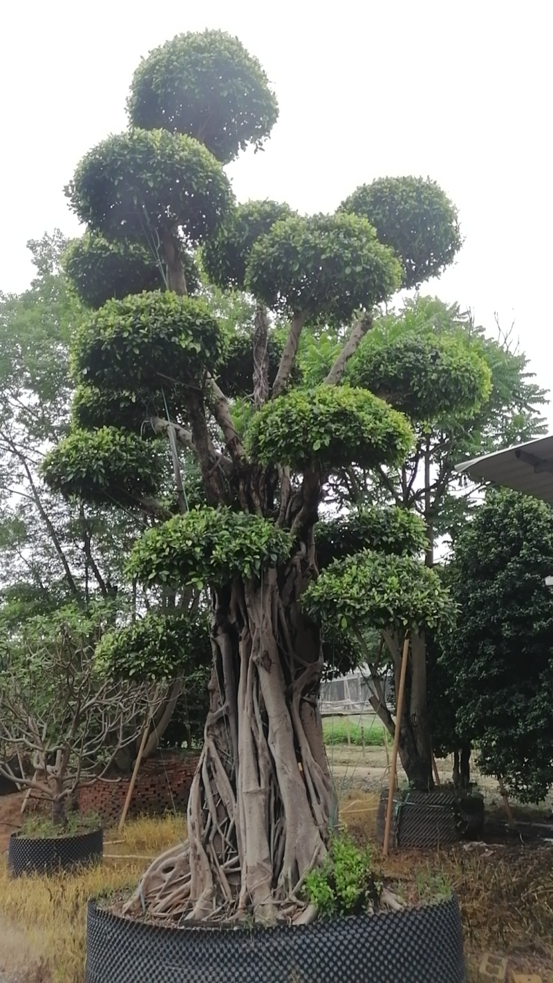 榕树小叶榕原叶自然型景和有修剪型绿植家庭别墅小区公园绿化