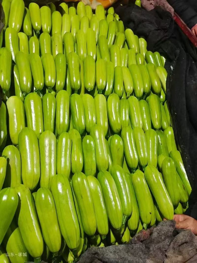 甄选山东绿皮西葫芦大量上市品质嘎嘎好量大从优诚信