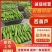 甄选山东绿皮西葫芦大量上市品质嘎嘎好量大从优诚信