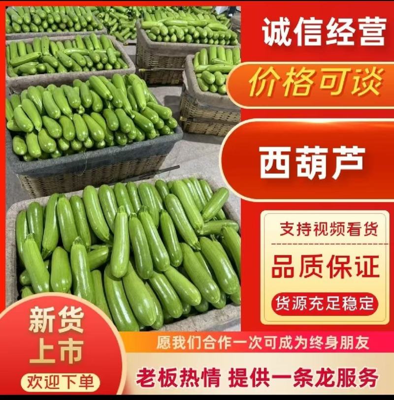 甄选山东绿皮西葫芦大量上市品质嘎嘎好量大从优诚信