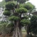 榕树小叶榕原叶自然型景和有修剪型绿植家庭别墅小区公园绿化
