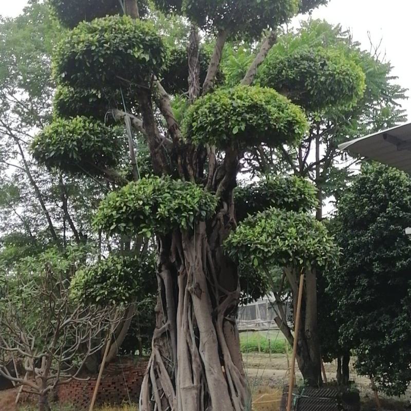 榕树小叶榕原叶自然型景和有修剪型绿植家庭别墅小区公园绿化