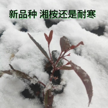 耐寒桉树苗湘桉6号桉树苗量大免费包送专车直达