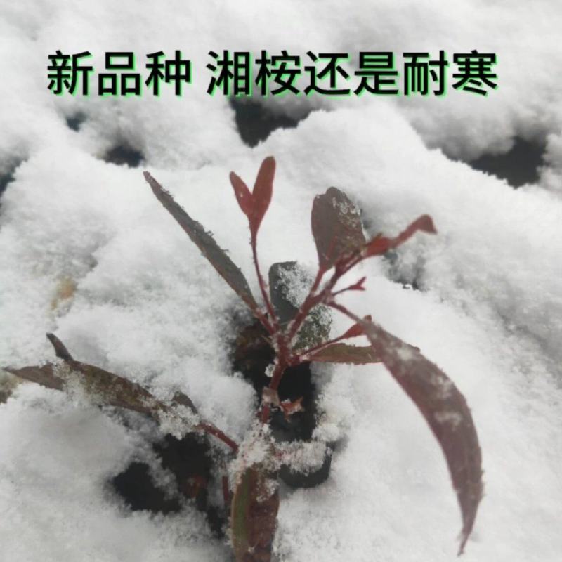 耐寒桉树苗湘桉6号桉树苗量大免费包送专车直达
