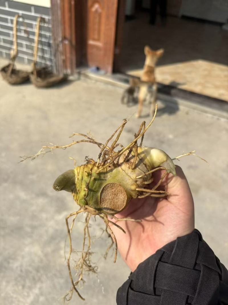 黄精全部品种苗