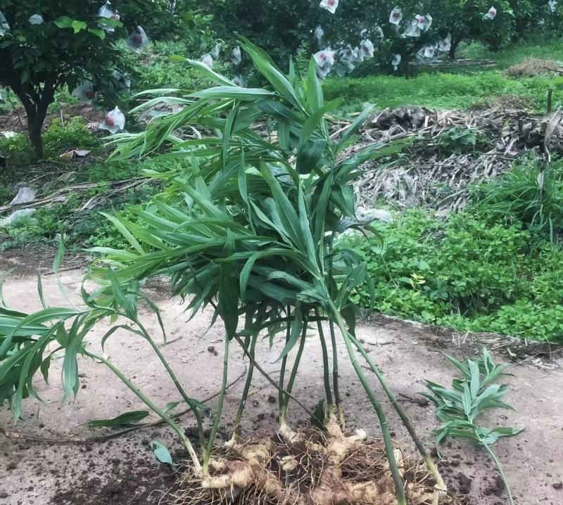 黄精全部品种苗