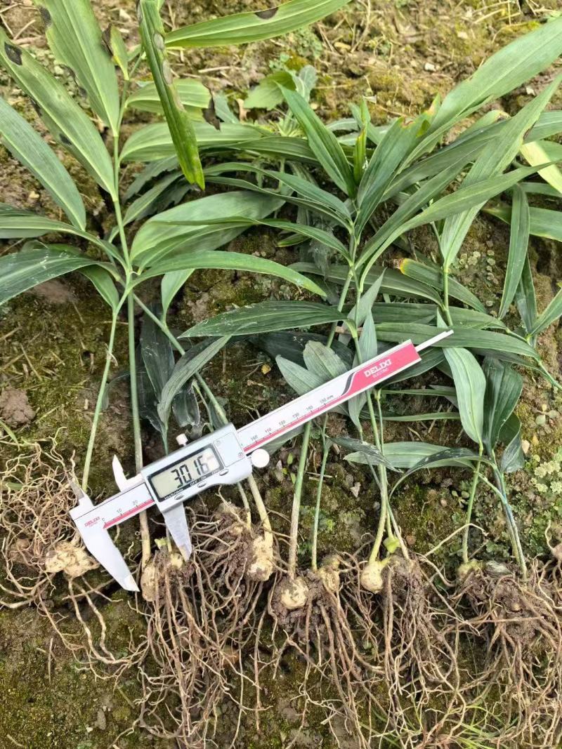 黄精全部品种苗