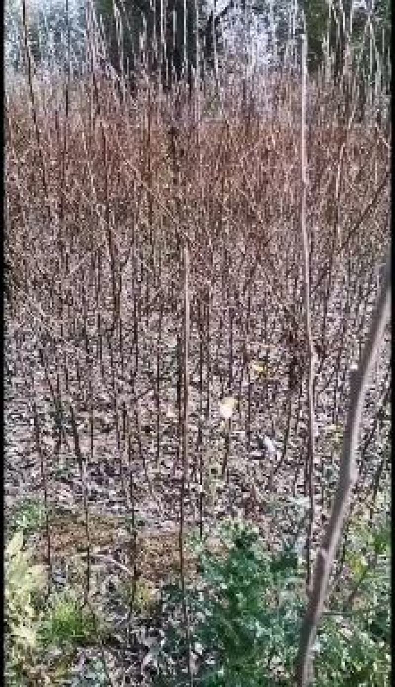 早酥梨树苗