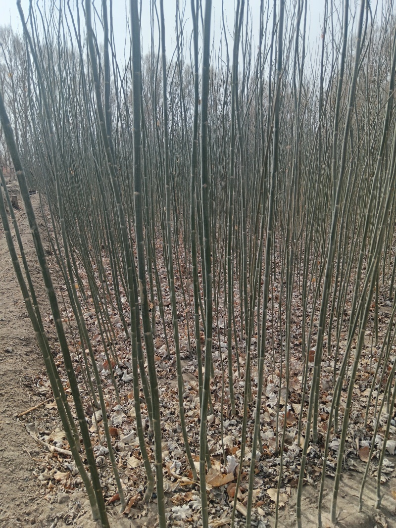 新疆杨大量出售基地直发保质保量供货规格齐全
