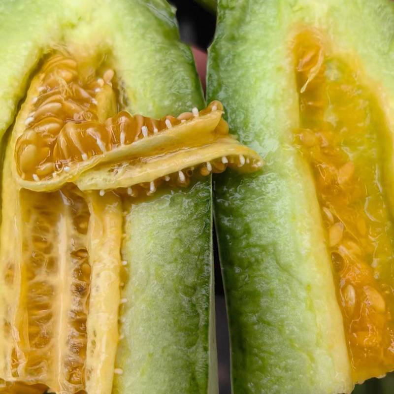 【原产地】博洋61六一头茬瓜甜度高口感脆货量大承接电商