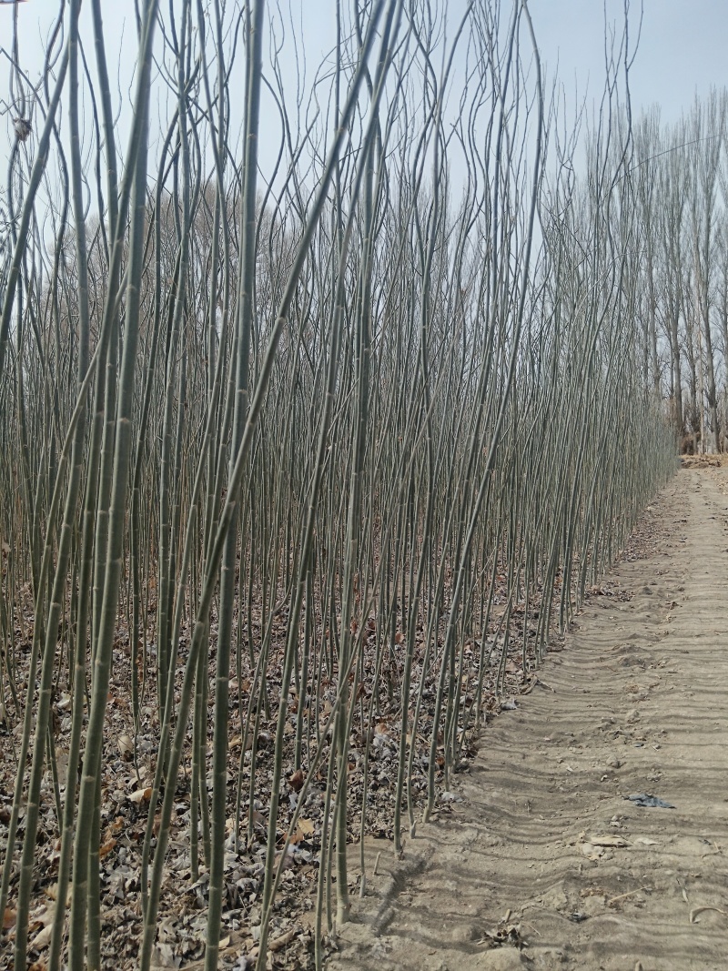 新疆杨大量出售基地直发保质保量供货规格齐全