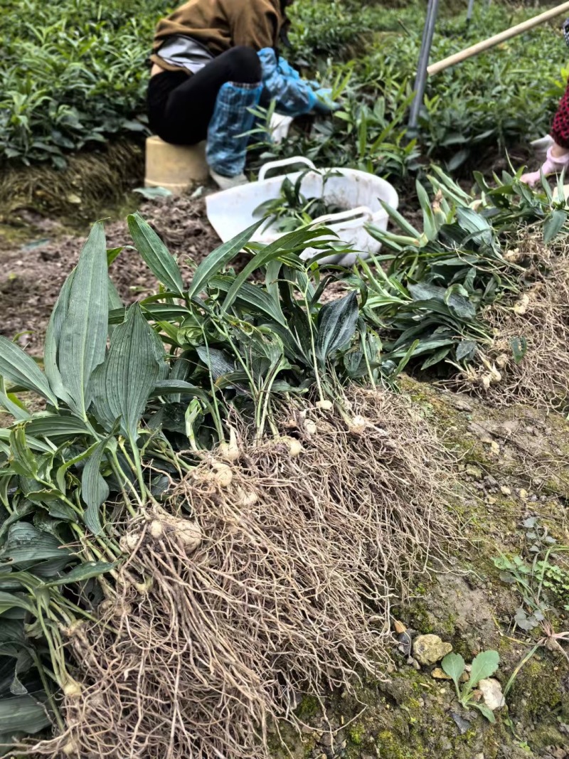 黄精全部品种苗