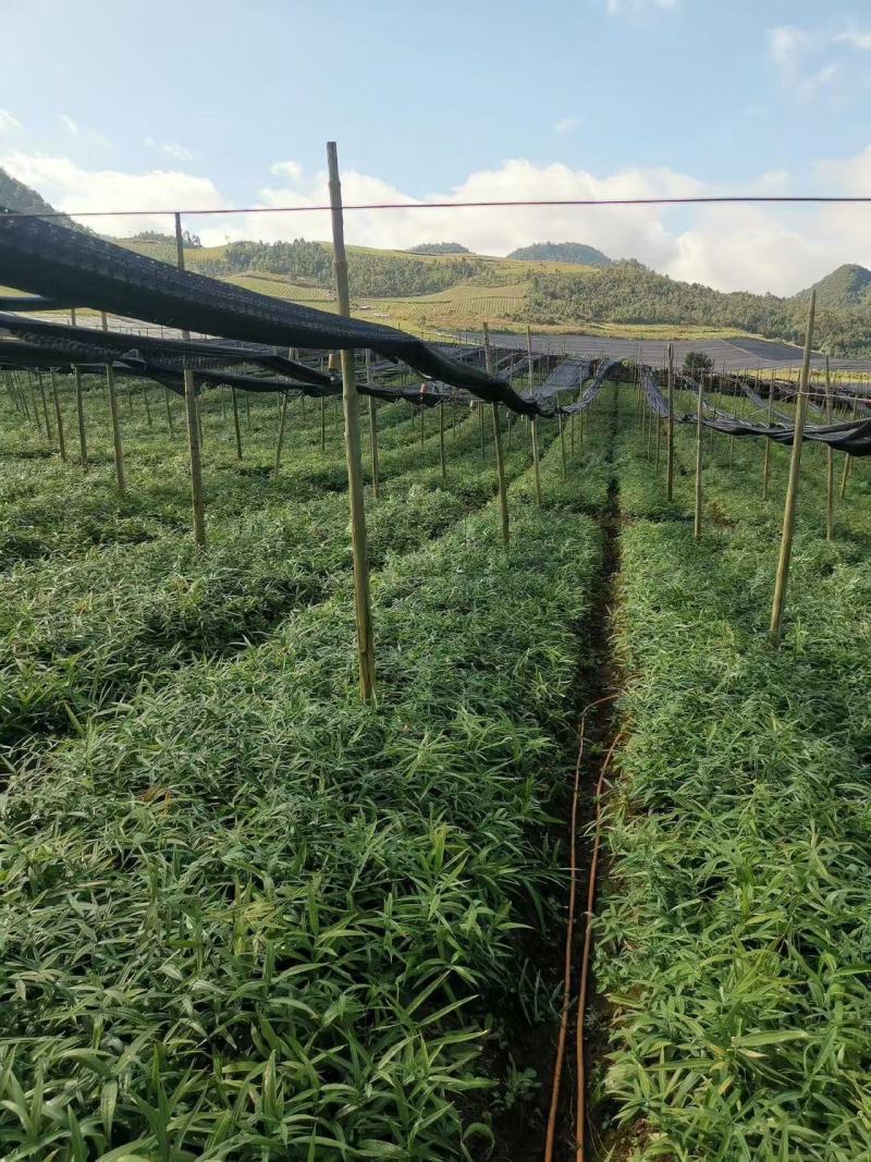 黄精全部品种苗