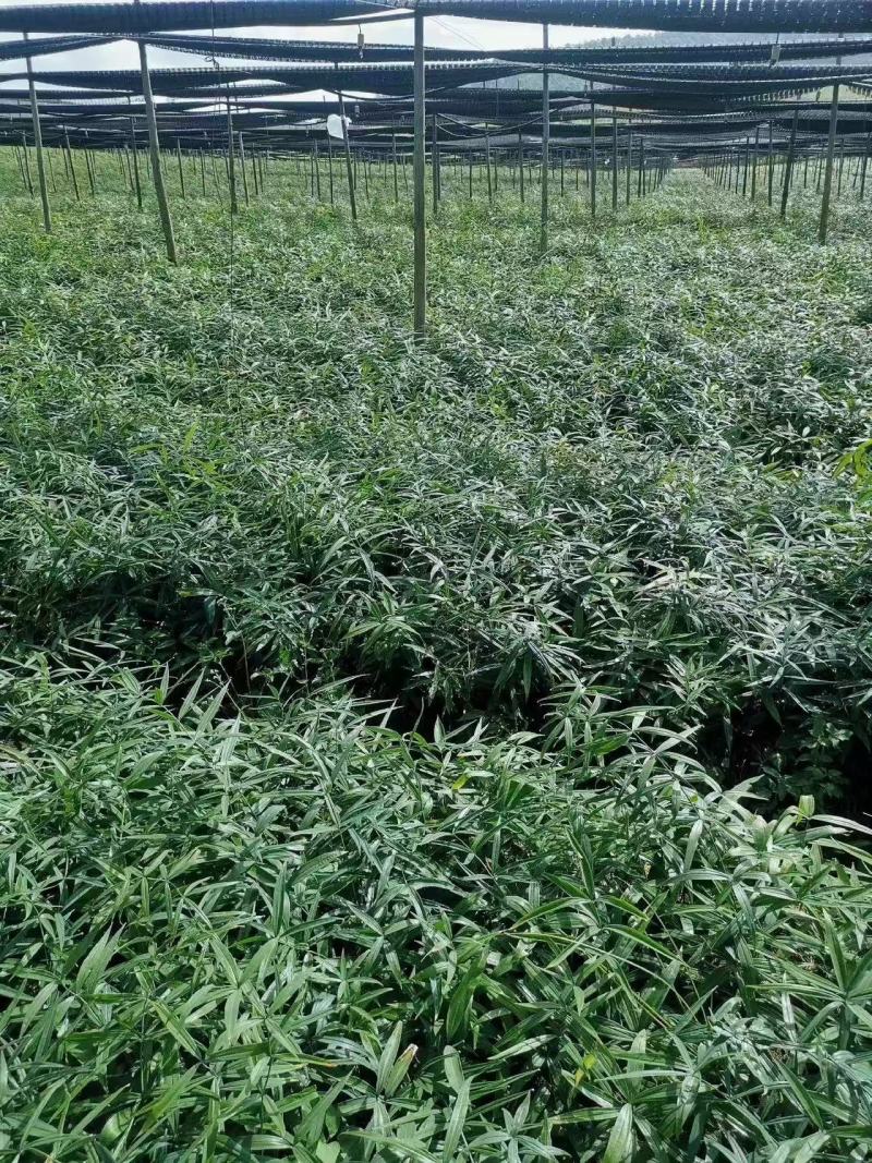 黄精全部品种苗