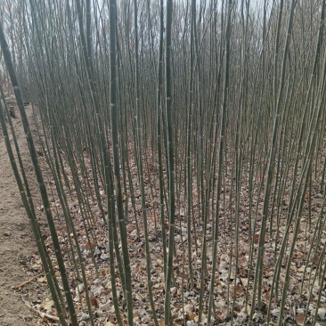 新疆杨大量出售基地直发保质保量供货规格齐全
