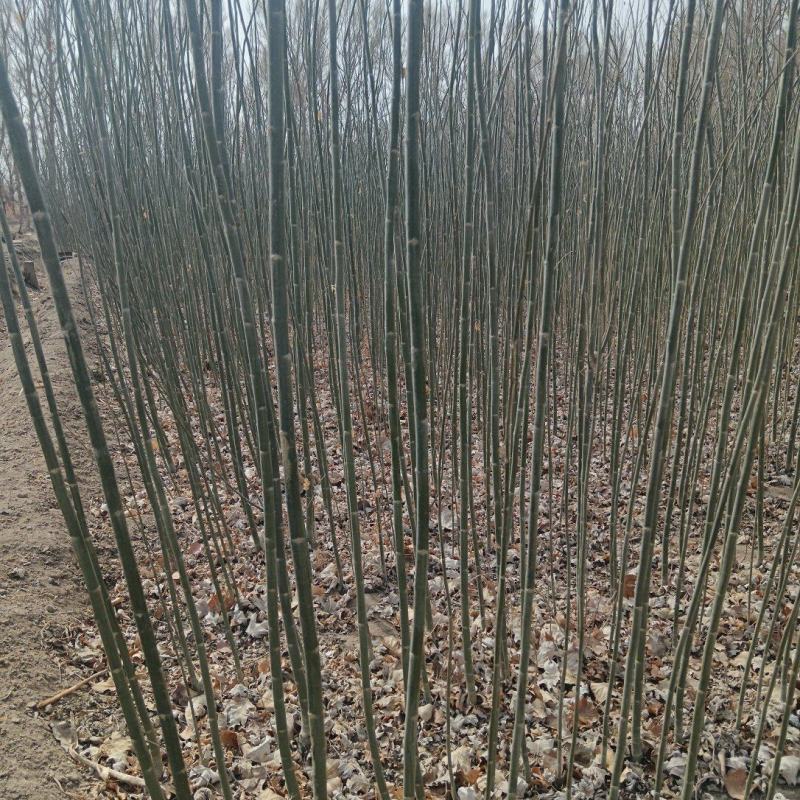 新疆杨大量出售基地直发保质保量供货规格齐全