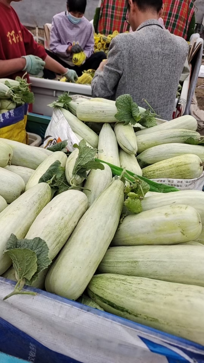 【原产地】博洋61六一头茬瓜甜度高口感脆货量大承接电商