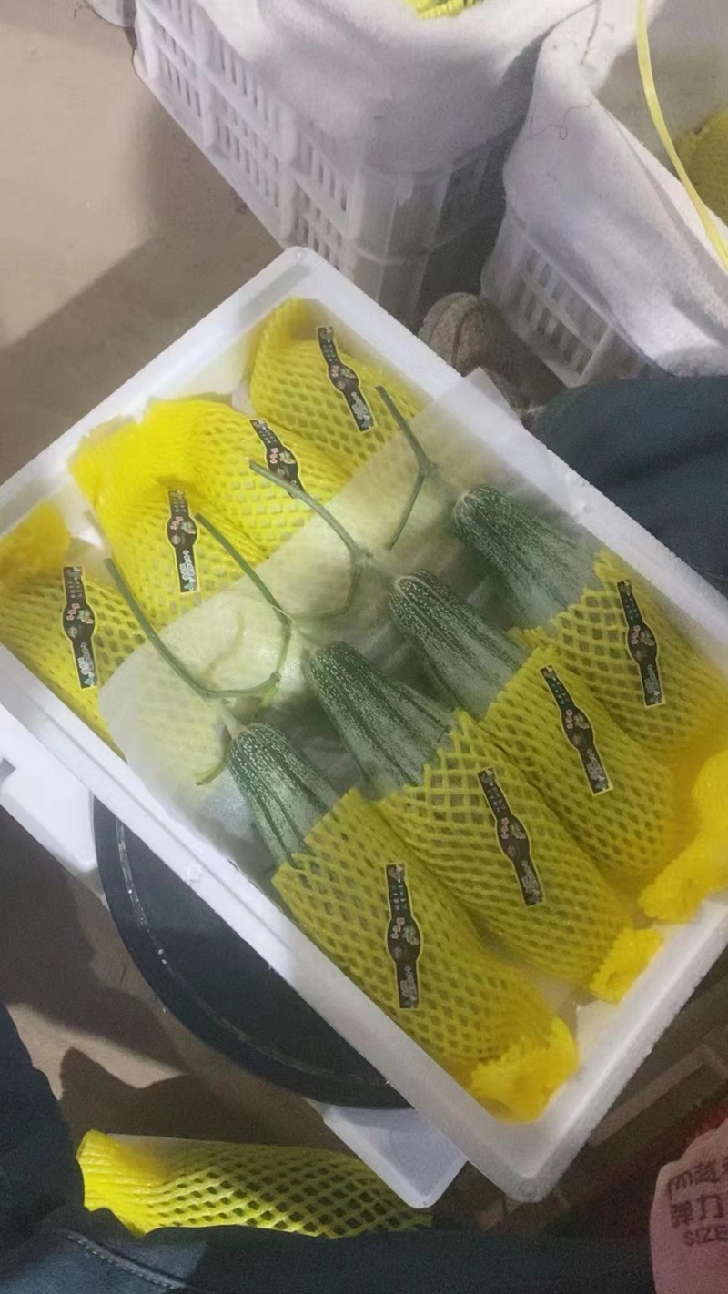 【原产地】博洋61六一头茬瓜甜度高口感脆货量大承接电商