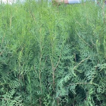 侧柏杯苗侧柏土球侧柏各种规格侧柏营养杯侧柏需要各种规格都