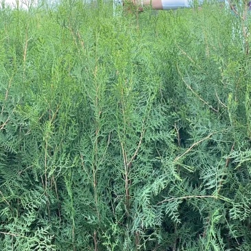 侧柏杯苗侧柏土球侧柏各种规格侧柏营养杯侧柏需要各种规格都