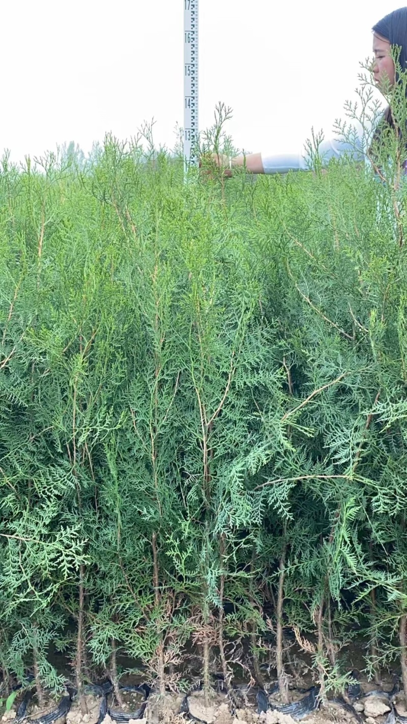 侧柏杯苗侧柏土球侧柏各种规格侧柏营养杯侧柏需要各种规格都