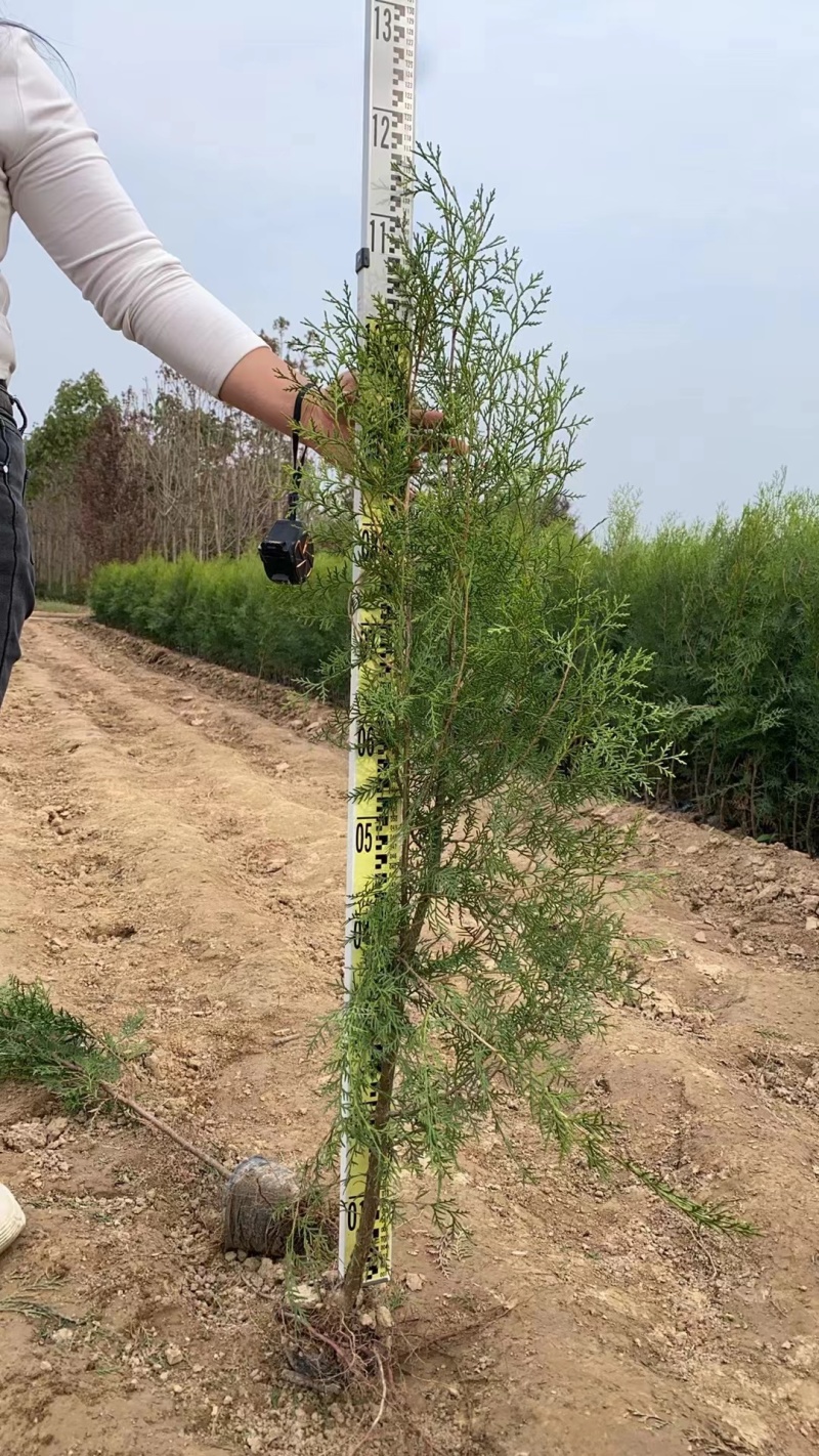 侧柏杯苗侧柏土球侧柏各种规格侧柏营养杯侧柏需要各种规格都