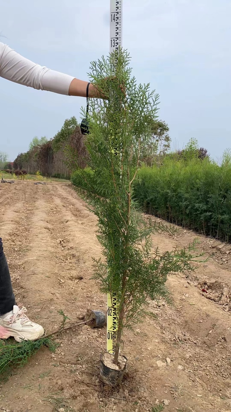 侧柏杯苗侧柏土球侧柏各种规格侧柏营养杯侧柏需要各种规格都