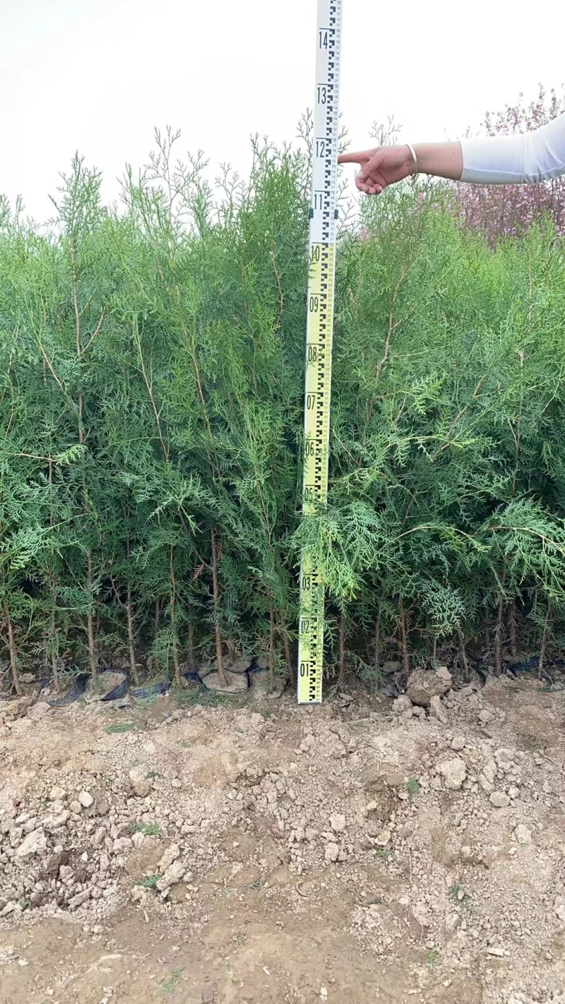 侧柏杯苗侧柏土球侧柏各种规格侧柏营养杯侧柏需要各种规格都