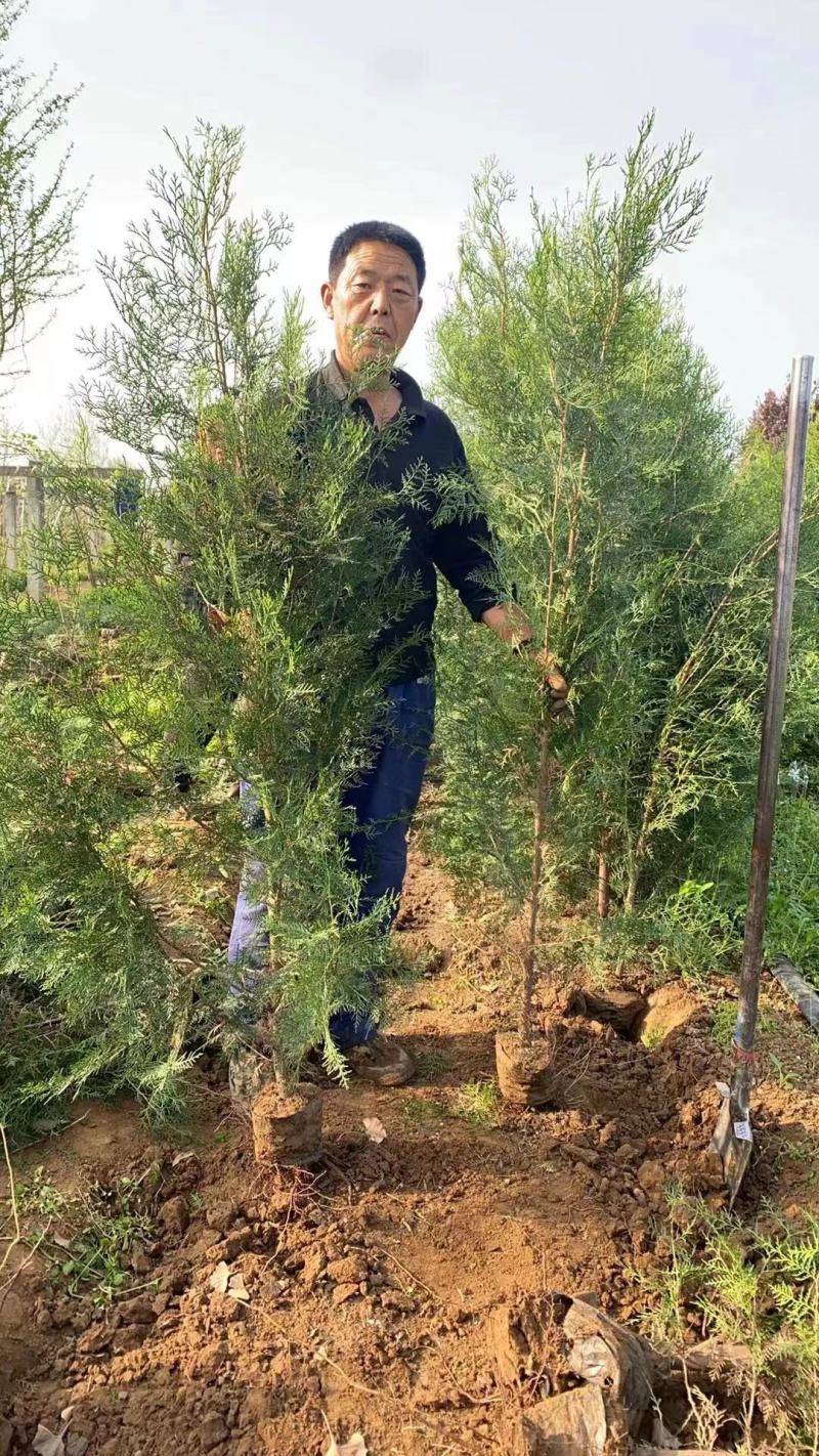侧柏杯苗侧柏土球侧柏各种规格侧柏营养杯侧柏需要各种规格都