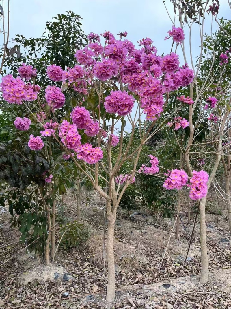 黄花紫花风铃木工程绿化风景树