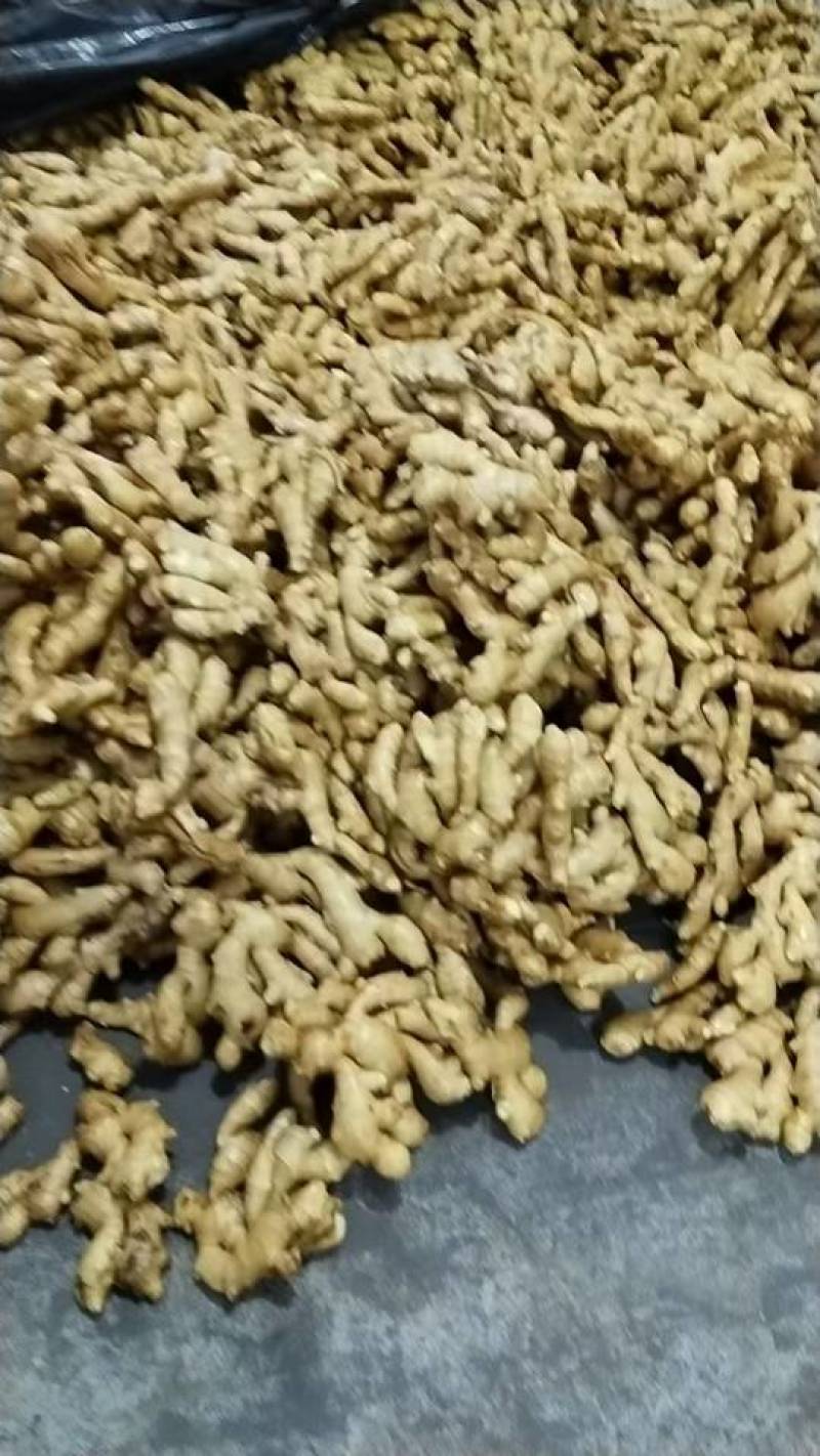 山东昌邑精品水洗大黄姜（市场货、商超货、电商货）大量供应