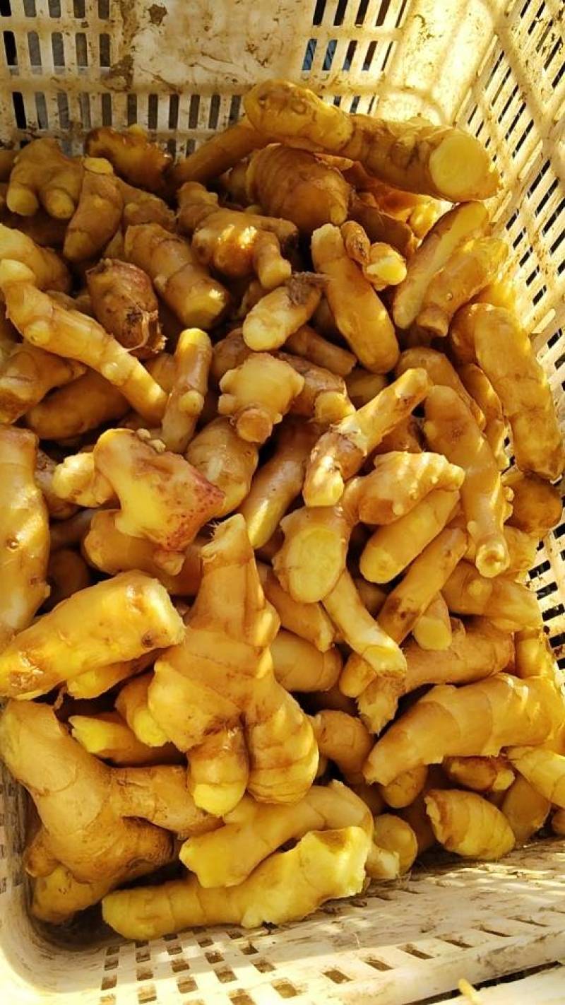 山东昌邑精品水洗大黄姜（市场货、商超货、电商货）大量供应