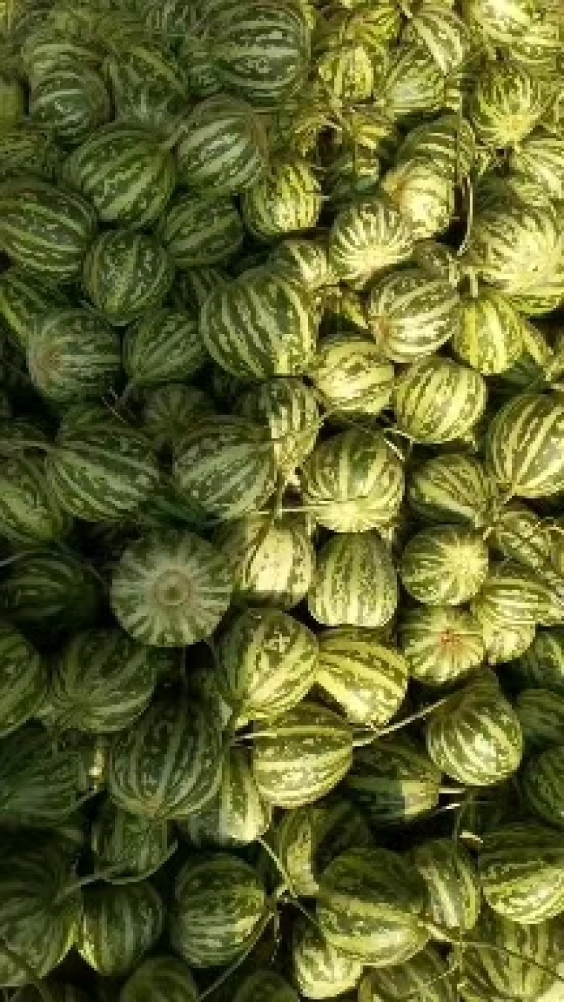 山东甜瓜花蕾甜瓜全国接单九成熟刚好口感脆甜入口化渣