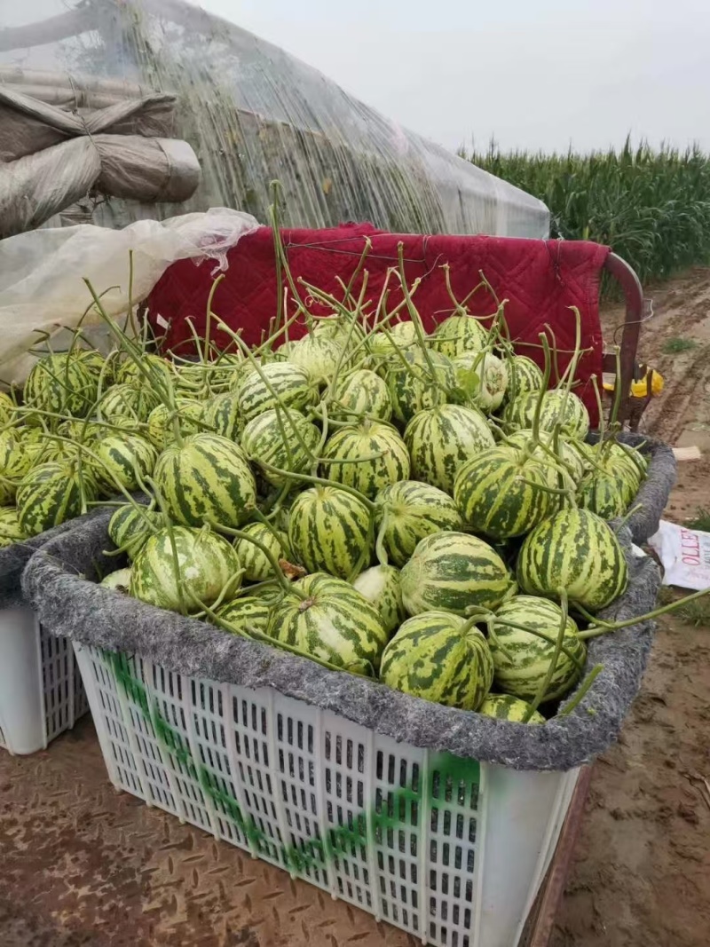 山东甜瓜花蕾甜瓜全国接单九成熟刚好口感脆甜入口化渣