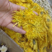 金丝皇菊批发金丝皇菊可供大货量大价优可供批发零售
