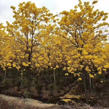 黄花紫花风铃木工程绿化风景树