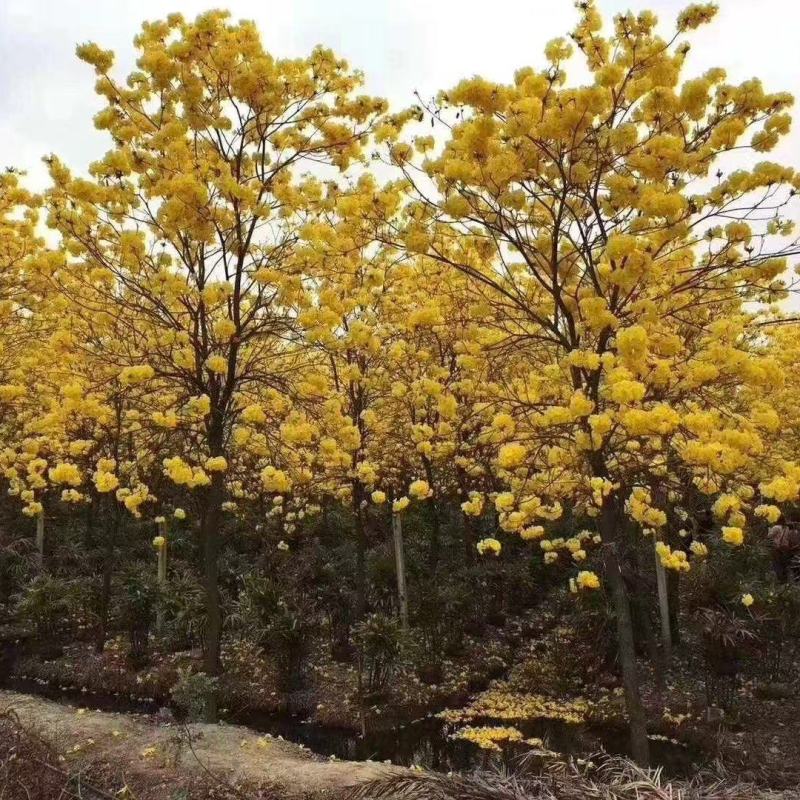 黄花紫花风铃木工程绿化风景树